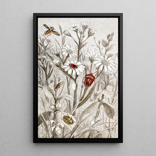 Jules Rothschild - Hemipteres Pl XV.webp