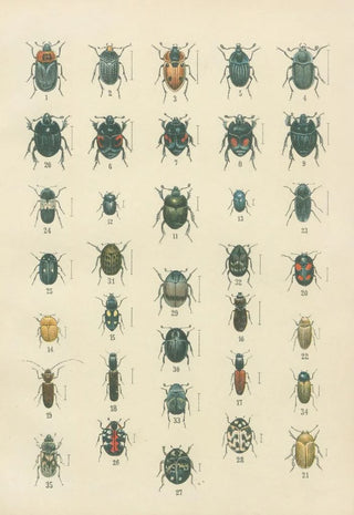 Karl Neunzig - The beetles of Europe Pl06.webp