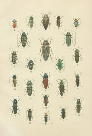 Karl Neunzig - The beetles of Europe Pl10.webp