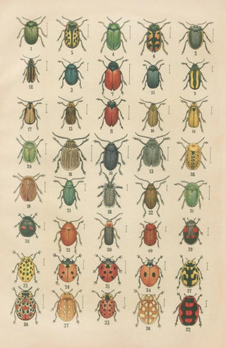 Karl Neunzig - The beetles of Europe Pl20.webp