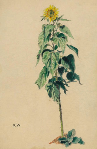 Karl Wiener - Sonnenblume.webp
