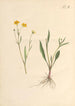 Illustration and popular description of forty-eight toxic plants Pl02 - Karl Wilhelm Juch — artwork view