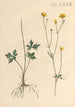 Illustration and popular description of forty-eight toxic plants Pl32 - Karl Wilhelm Juch — artwork view