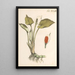 Illustration and description of forty-eight toxic plants Pl43 - Karl Wilhelm Juch — framed artwork on a wall