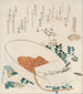Une myriade d'herbes décortiquent Chigusagai - Katsushika Hokusai — artwork view