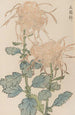 Keika hyakugiku Pl02 - Keika Hasegawa — weergave van het kunstwerk