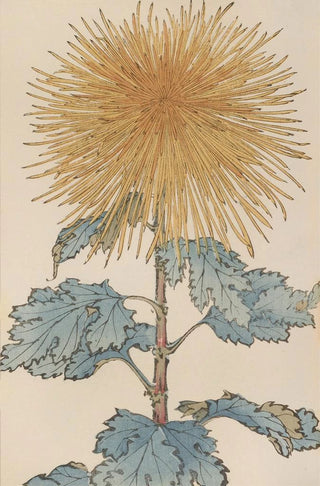 Keika Hasegawa - Keika hyakugiku Pl10.webp