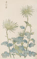 Keika hyakugiku Pl18 - Keika Hasegawa — artwork view