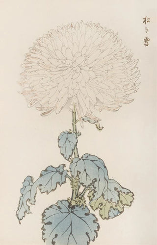 Keika Hasegawa - Keika hyakugiku Pl19.webp
