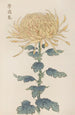 Keika hyakugiku Pl26 - Keika Hasegawa — artwork view