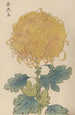 Keika hyakugiku Pl31 - Keika Hasegawa — artwork view