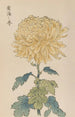 Keika hyakugiku Pl33 - Keika Hasegawa — weergave van het kunstwerk