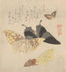 The Butterfly Painting Manual Guncho Gafu 4 - Kubo Shunman — artwork view