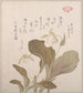 Flowers Hotei - Kubo Shunman — artwork view