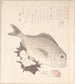 Vis Tai en Top Shells - Kubo Shunman — weergave van het kunstwerk