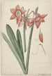 Amaryllis Haworthia Margaritiferas - Laurens Jacobsz van der Vinne — weergave van het kunstwerk