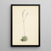 Aloe en fleur - Laurens Vincentsz van der Vinne — ingelijst kunstwerk aan de muur