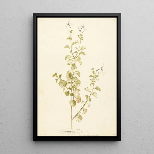Laurens Vincentsz van der Vinne - Bloeiende Pelargonium.webp