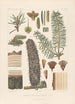 Iconography of Conifers Pl07 - Léon Gabriel Charles Parde — artwork view