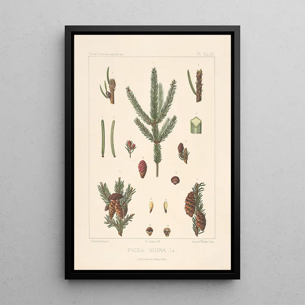 Leon Gabriel Charles Parde - Iconographie des coniferes Pl19.webp