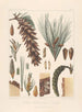 Iconographie des conifères Pl20 - Léon Gabriel Charles Parde — artwork view