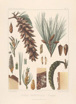 Leon Gabriel Charles Parde - Iconographie des coniferes Pl20.webp