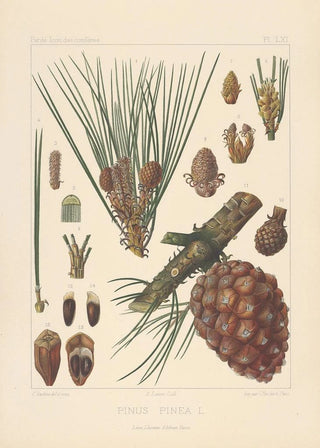 Leon Gabriel Charles Parde - Iconographie des coniferes Pl24.webp