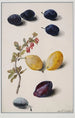 Fruit Painting - Leopold Zinngger — artwork view