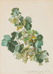 Green Gooseberry Painting - Leopold Zinngger — artwork view