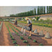 Reproductie van het schilderij De Tuiniers - Gustave Caillebotte