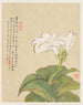Bloemen Pl07 - Liang Yuwei — weergave van het kunstwerk