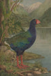 Zonder titel Takahe - Lily Attey Daff — weergave van het kunstwerk