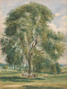 Groot boom in een zomers landschap, een paard staand aan de basis - Lionel Constable — weergave van het kunstwerk
