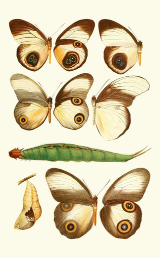 Lionel Walter Rothschild - Novitates zoologicae pl 1.webp