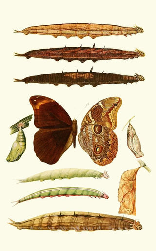 Lionel Walter Rothschild - Novitates zoologicae pl 3.webp