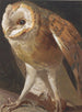 Effraie - Léon Paul Robert — artwork view