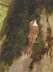 Nuthatch - Léon Paul Robert — artwork view