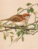 Moineau friquet - Léon-Paul Robert — weergave van het kunstwerk