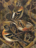 Pinson des Ardennes - Léon-Paul Robert — weergave van het kunstwerk