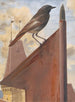 Red-tailed Painting - Léon Paul Robert — artwork view