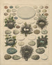 Illustraties voor de Algemene Natuurgeschiedenis van Oken voor alle klassen Pl027 - Lorenz Oken — weergave van het kunstwerk