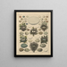 Illustraties voor de Algemene Natuurgeschiedenis van Oken voor alle klassen Pl027 - Lorenz Oken — ingelijst kunstwerk aan de muur
