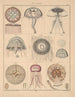 Illustraties voor de Algemene Natuurgeschiedenis van Oken voor alle klassen Pl064 - Lorenz Oken — weergave van het kunstwerk