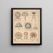 Illustraties voor de Algemene Natuurgeschiedenis van Oken voor alle klassen Pl064 - Lorenz Oken — ingelijst kunstwerk aan de muur