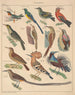 Illustraties voor de Algemene Natuurgeschiedenis van Oken voor alle klassen Pl122 - Lorenz Oken — weergave van het kunstwerk