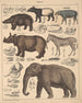 Illustraties voor de Algemene Natuurgeschiedenis van Oken voor alle klassen Pl137 - Lorenz Oken — weergave van het kunstwerk