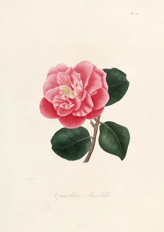 Lorenzo Berlse - Iconographie du genre Camellia Pl002.webp