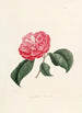Iconographie du genre Camellia Pl004 - Lorenzo Bartolini — weergave van het kunstwerk