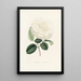 Iconographie du genre Camellia Pl005 - Lorenzo Bartolini — ingelijst kunstwerk aan de muur