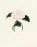 Iconography of the Camellia Genre Pl011 - Lorenzo Bartolini — artwork view